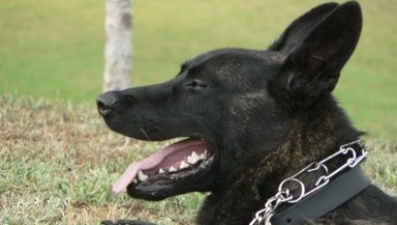 working dutch shepherd